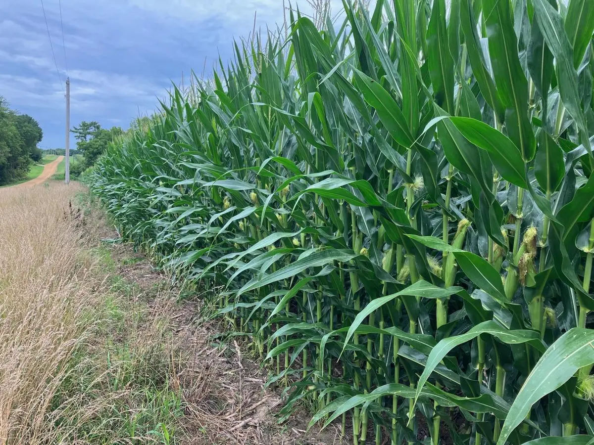 20 AC Butternut Road