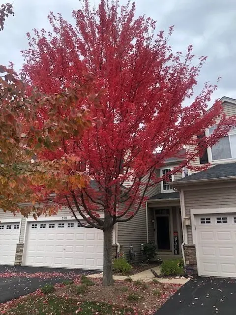 558 Telluride Drive